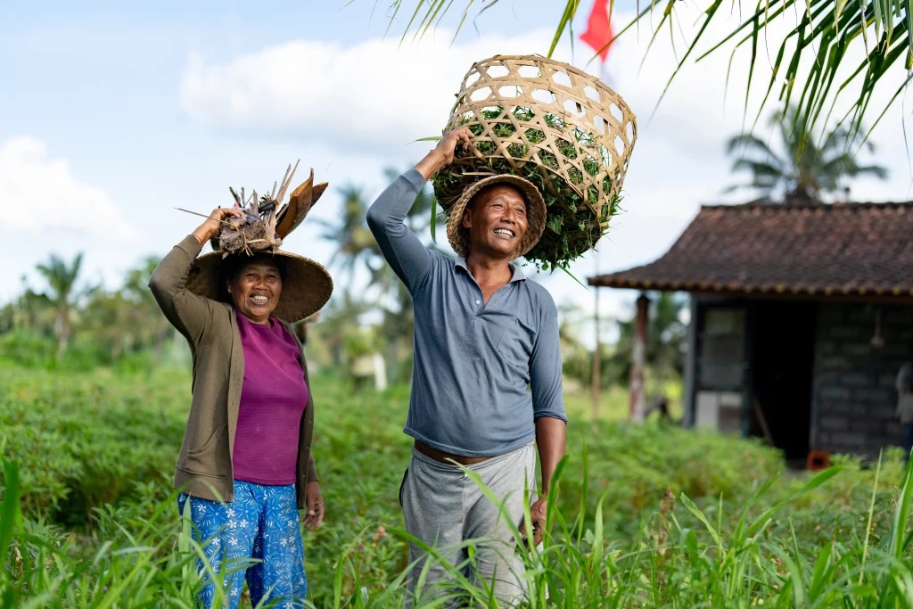 Happy couple of Asian farmers harvesting rice at a plantation in Bali and smiling while carrying baskets - agriculture concepts